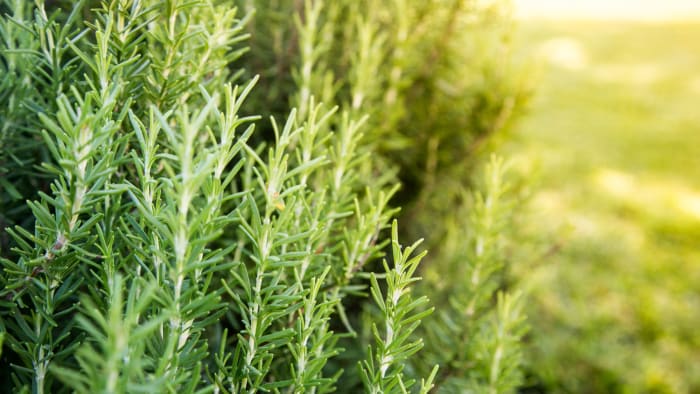 Rosemary plant