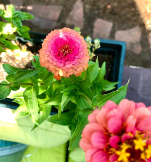 A surprise wildflower on my deck