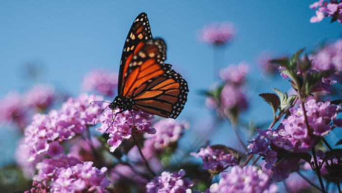 The Butterfly Effect is a founding principle of Chaos Theory
